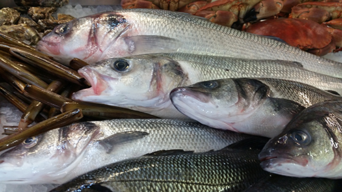 Wholesale Fish Southampton
